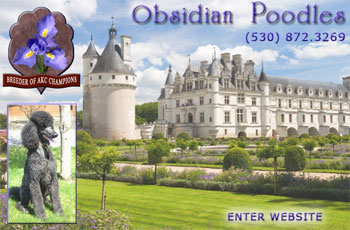Obsidian Poodles